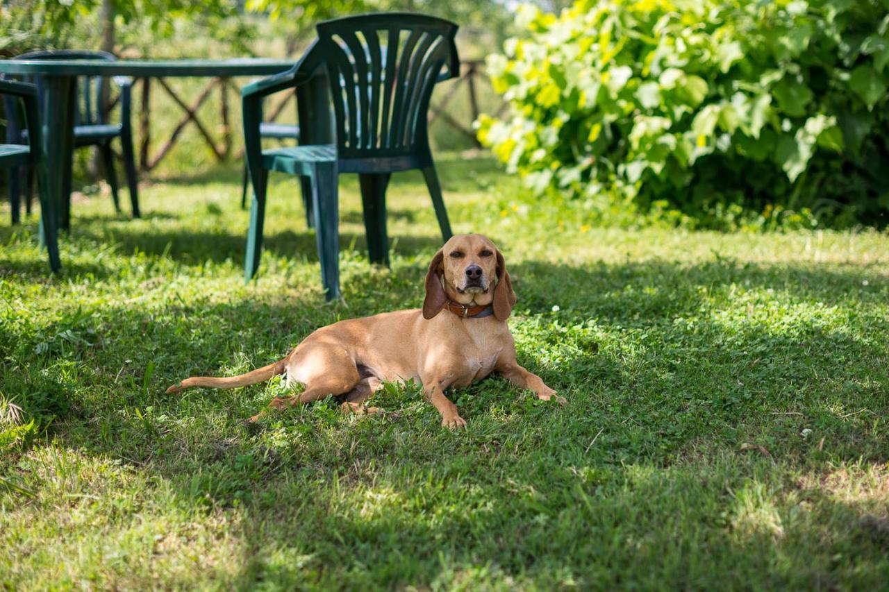 Pensjonat Agriturismo La Ripolina Buonconvento Zewnętrze zdjęcie